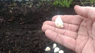 Interplanting garlic in the fall garden beds [upl. by Barri]