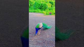 Peacock 🦚peacok birds youtube peacocking youtubeshorts shots [upl. by Ycats]