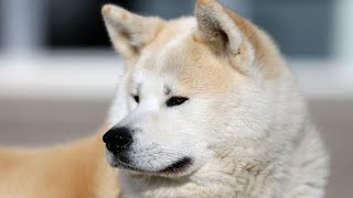 Train Your Akita Understanding and Managing Their Prey Drive [upl. by Naivaf]