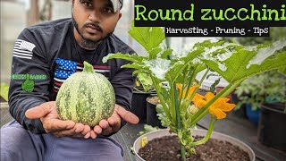 Round zucchini quotEight Ballquot Harvesting and Pruning tips for beginners  zucchini garden [upl. by Bara]