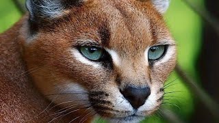 quotCaracal Facts Everything You Need to Know About This Amazing Wild Catquot [upl. by Dickenson406]