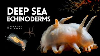 The Wonder of Deep Sea Echinoderms [upl. by Doug]