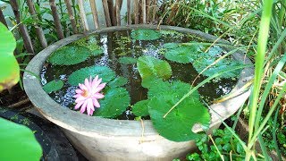 How to Build a Container Water Garden [upl. by Gnuj]