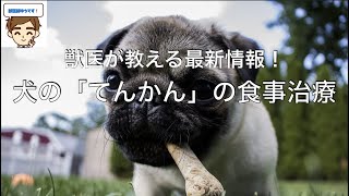 【獣医師がやさしく解説】犬の「てんかん」の食事療法 〜獣医師がおしえる最新情報〜 [upl. by Foah884]