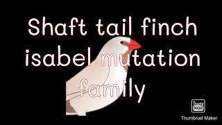 Longtailed Finch family Poephila acuticauda Shaft tail finch isabel mutation [upl. by Hareehahs67]