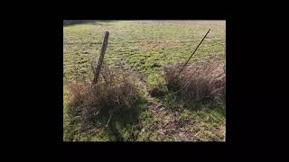 How to Trap Raccoons in a Texas Deer Feed Pen [upl. by Accebar817]