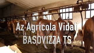 Az Agricola Vidali BASOVIZZA TS [upl. by Theran]