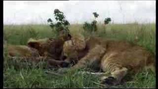 Lion cubs vs moongoose  BBC wildlife [upl. by Aket]