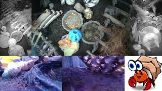 Time Lapse of Hermit Crab Live Stream November 24th  November 25th 2024 60x [upl. by Otrebcire]