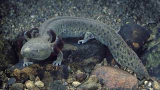 Interesting Mudpuppy Facts [upl. by Mastat]