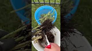 How to Harvest and Store Ranunculus Corms ranunculus gardening gardentips [upl. by Russo]