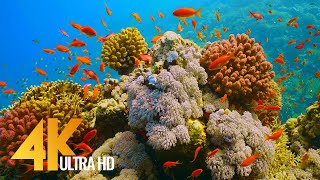 Under Red Sea 4K  Incredible Underwater World  Relaxation Video with Original Sound NO LOOP  1 [upl. by Ortrude]