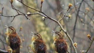 Sergey Grischuk  Melody of rain Deszczowa melodia [upl. by Slater902]