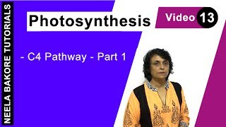 Photosynthesis  NEET  C4 Pathway  Part 1  Neela Bakore Tutorials [upl. by Rabush]