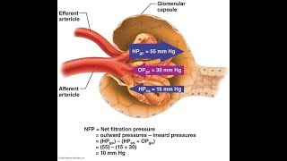 Glomerular Filtration System Urinary [upl. by Adan874]