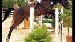 wwwsporthorsesonlinecom 2008 Westfalian mare 163 hh 130 cm level [upl. by Ettedualc]