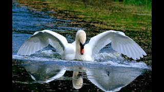 Swan flying through the mist and landing in Slo mo [upl. by Egidius]