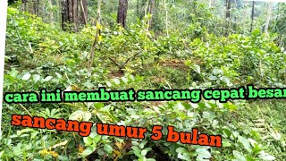 Kebun budidaya sancangbonsai sancang [upl. by Karilla]