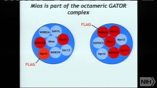 Regulation of growth by the mTOR pathway [upl. by Claiborn]