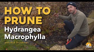 How to prune Hydrangea Macrophylla with Rick Brookman [upl. by Ahsam]