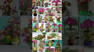 Collection of Beautiful Portulaca Bonsai Planting Ideas bonsai bonsaiart portulaca shorts [upl. by Retniw]