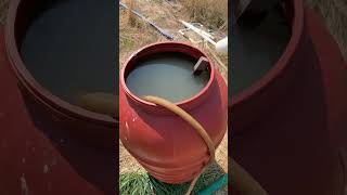 Feeding a phosphorus rich fish bonemeal ferment along with some potassium sulfate through the drip [upl. by Rafi897]