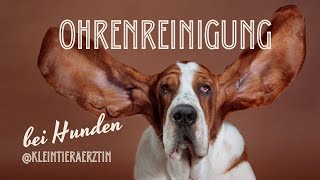 Wie reinige ich die Ohren bei meinem Hund Tipps von Tierärztin Sina [upl. by Auqinu]