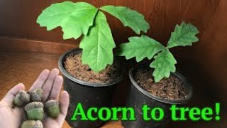 How to grow a White Oak tree from acornseed [upl. by Leventhal]