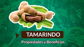 Beneficios y Propiedades del Tamarindo [upl. by Dugald]