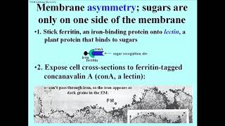 281 EM Cytochemical Demonstration of Membrane Asymmetry [upl. by Meijer361]