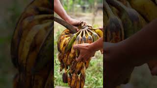 Traditional way to Ripen Bananas shorts [upl. by Oswald]