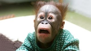 The Funniest Monkey Videos That Will Make You Laugh Hard [upl. by Rosanna]