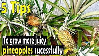 5 Secrets to grow more big and juicy Pineapples from the TopCrown [upl. by Amri]