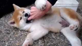 Akita puppies playing [upl. by Gerstein370]