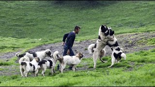 Tornjak from Vlasic  By Halil Sefer  Herdenschutzhund  Livestock Guardian Dog part 1 [upl. by Horgan788]