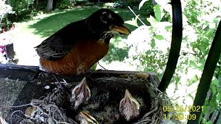 Baby Robins from hatching to leaving the nest [upl. by Nocaj]