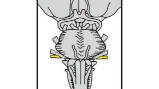 Neurologic Exam Cranial Nerves Anatomy  Cranial Nerve 8 [upl. by Nohsal640]