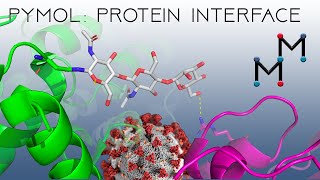 PyMOL Tutorial Modeling the SARSCoV2 RBD Interactions with ACE COVID19 Coronavirus Proteins [upl. by Birk]