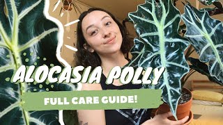 ALOCASIA POLLY PLANT CARE  dormancy propagation  more  alocasia amazonica [upl. by Tiena]