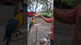 Hand Feed Macaw [upl. by Aret971]