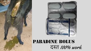 बकरी को दस्तdiarrhoeaहोने पर । pabadine bolus sulphadimidine tablet IP5g [upl. by Airdnal]