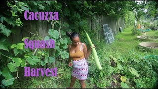 Cucuzza Italian Gourd Squash [upl. by Klemm]