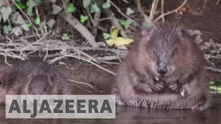 Beavers claw out of extinction in UK [upl. by Sinclare]