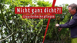 Ligusterhecke mit Löchern retten Das rät der Pflanzenarzt  MDR Garten [upl. by Atte]