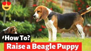 How to Take Care of a Beagle puppy  A Complete Guide for Raising a Beagle Puppy [upl. by Lavoie]