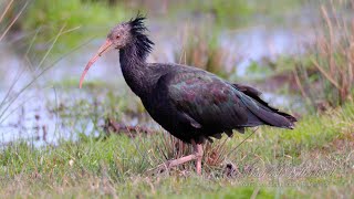 Northern Bald Ibis Hermit Ibis or Waldrapp Geronticus eremita [upl. by Christina178]