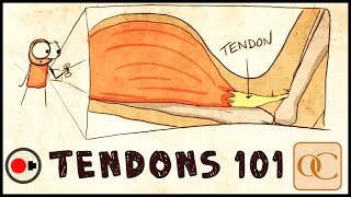 The Basic Science of Tendons amp Tendinitis [upl. by Aisirtap]