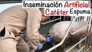 Proceso CORRECTO INSEMINACIÓN artificial CERDAS CATÉTER ESPUMA CAPITULO 51 INSEMINACIÓN CERDAS [upl. by Macknair]