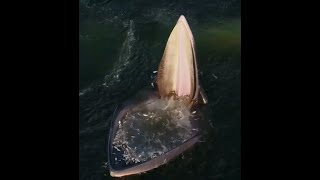 世界初クジラ捕食シーン Ｗhale predation [upl. by Niwle]