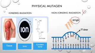 Types of MutagensPhycial Chemical Base analog5bromo uracil amp Biological [upl. by Cinda]